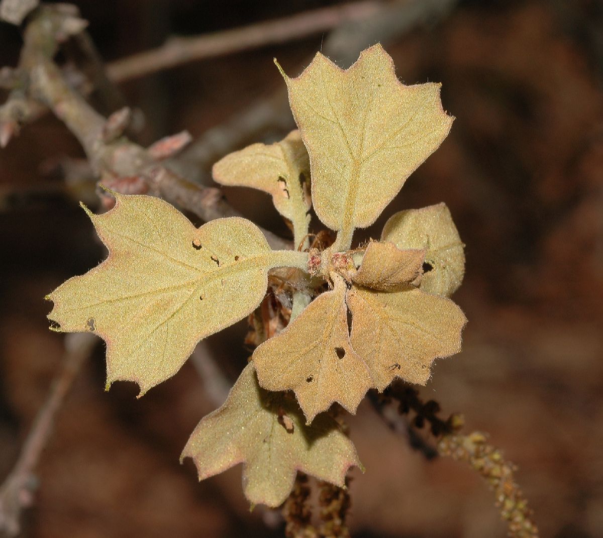 Fagaceae Quercus marilandica