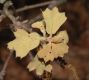 image of Quercus marilandica
