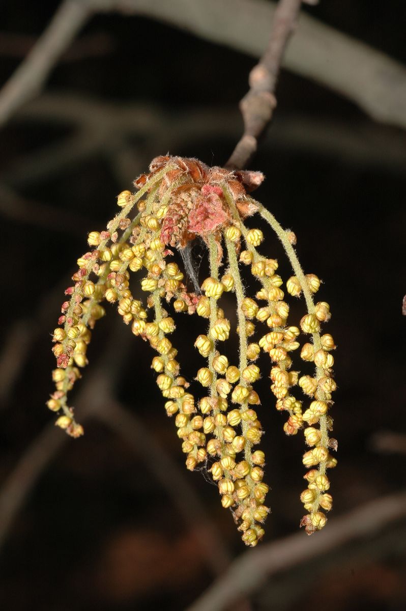 Fagaceae Quercus marilandica