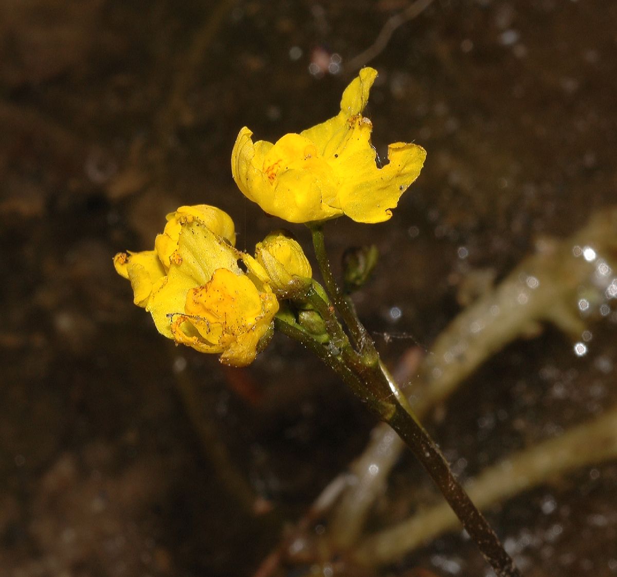 Lentibulariaceae Utricularia inflata