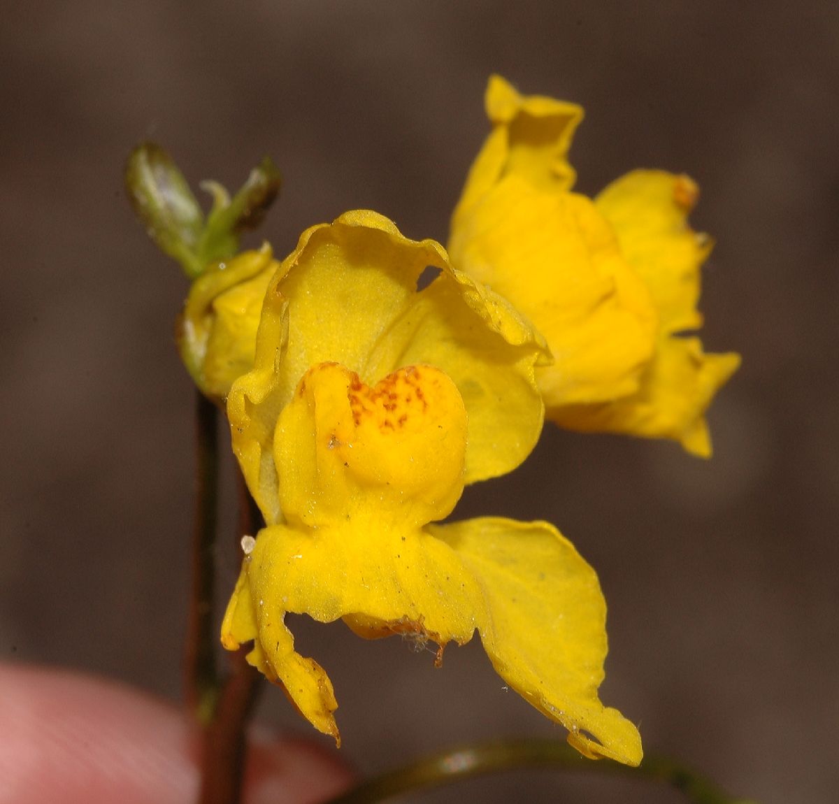 Lentibulariaceae Utricularia inflata