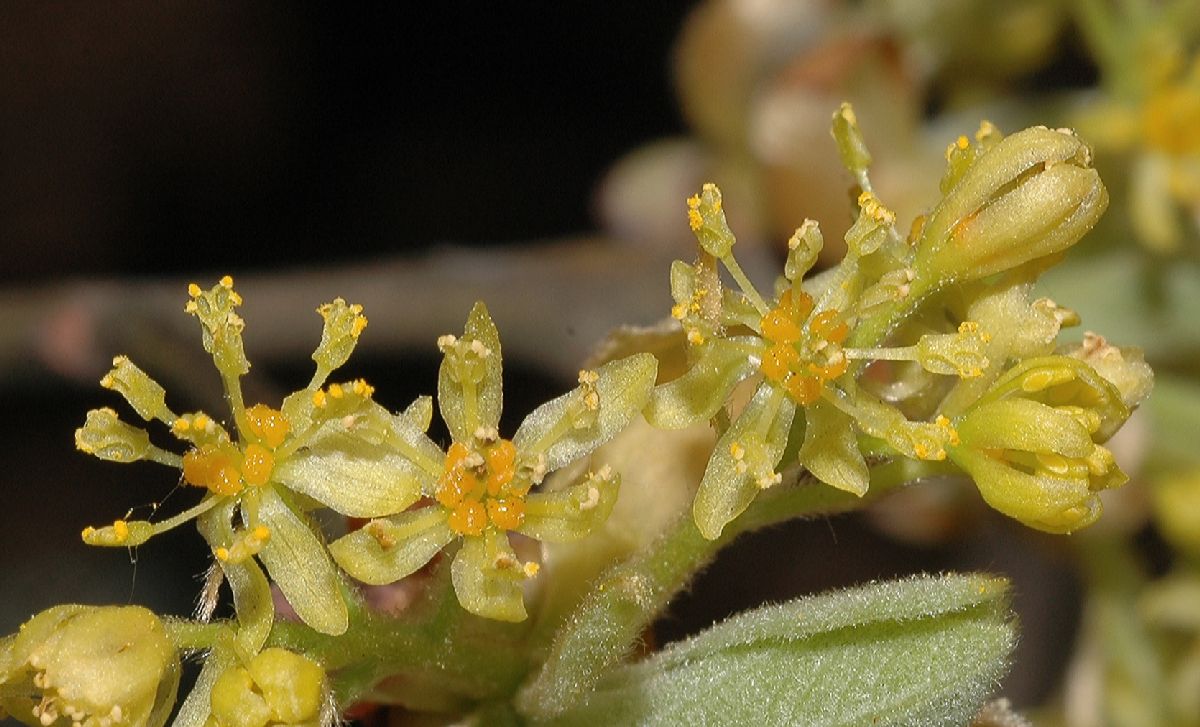 Lauraceae Sassafras albidum