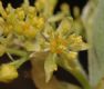 image of Sassafras albidum