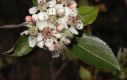 image of Aronia arbutifolia