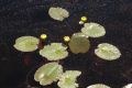 image of Nuphar variegata