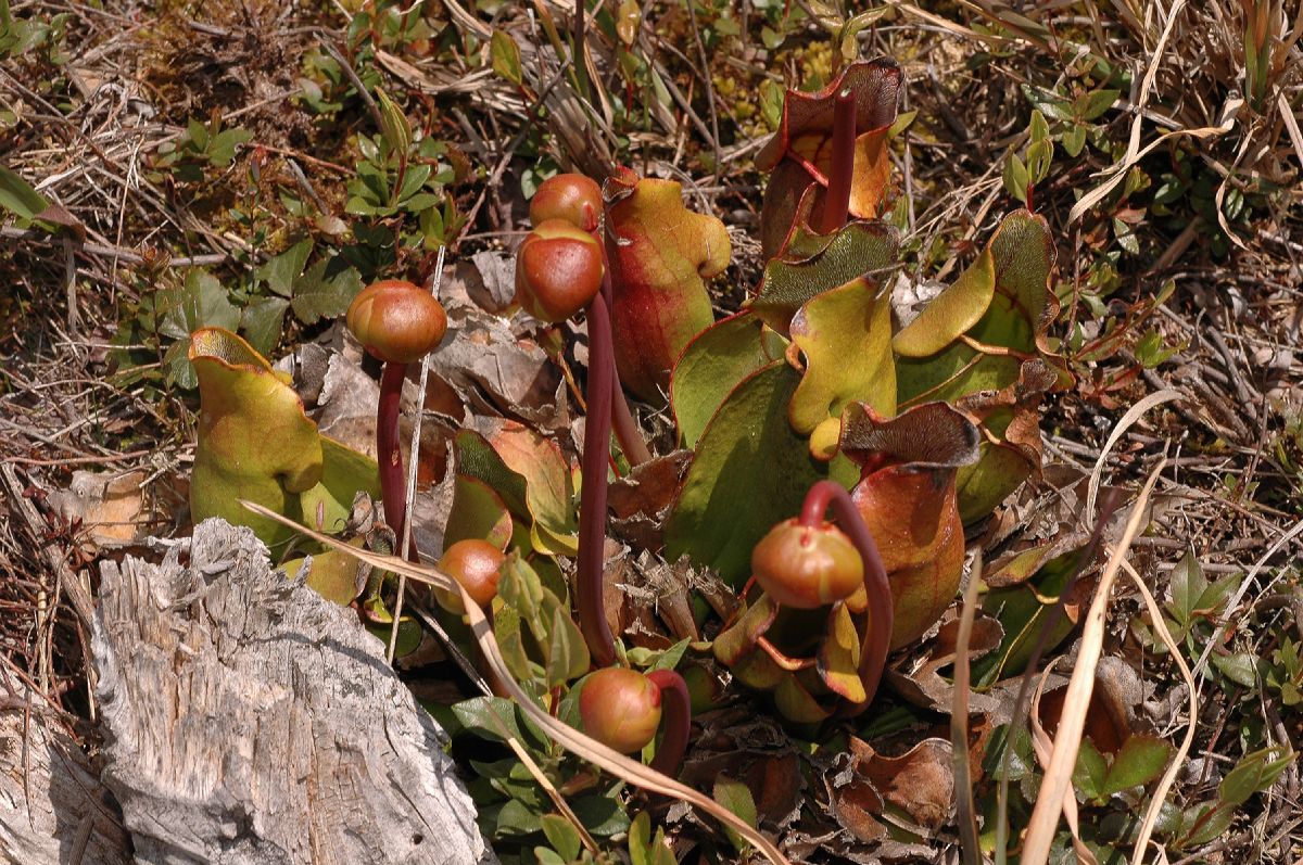 Sarraceniaceae Sarracenia purpurea