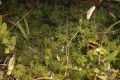 image of Sphagnum 