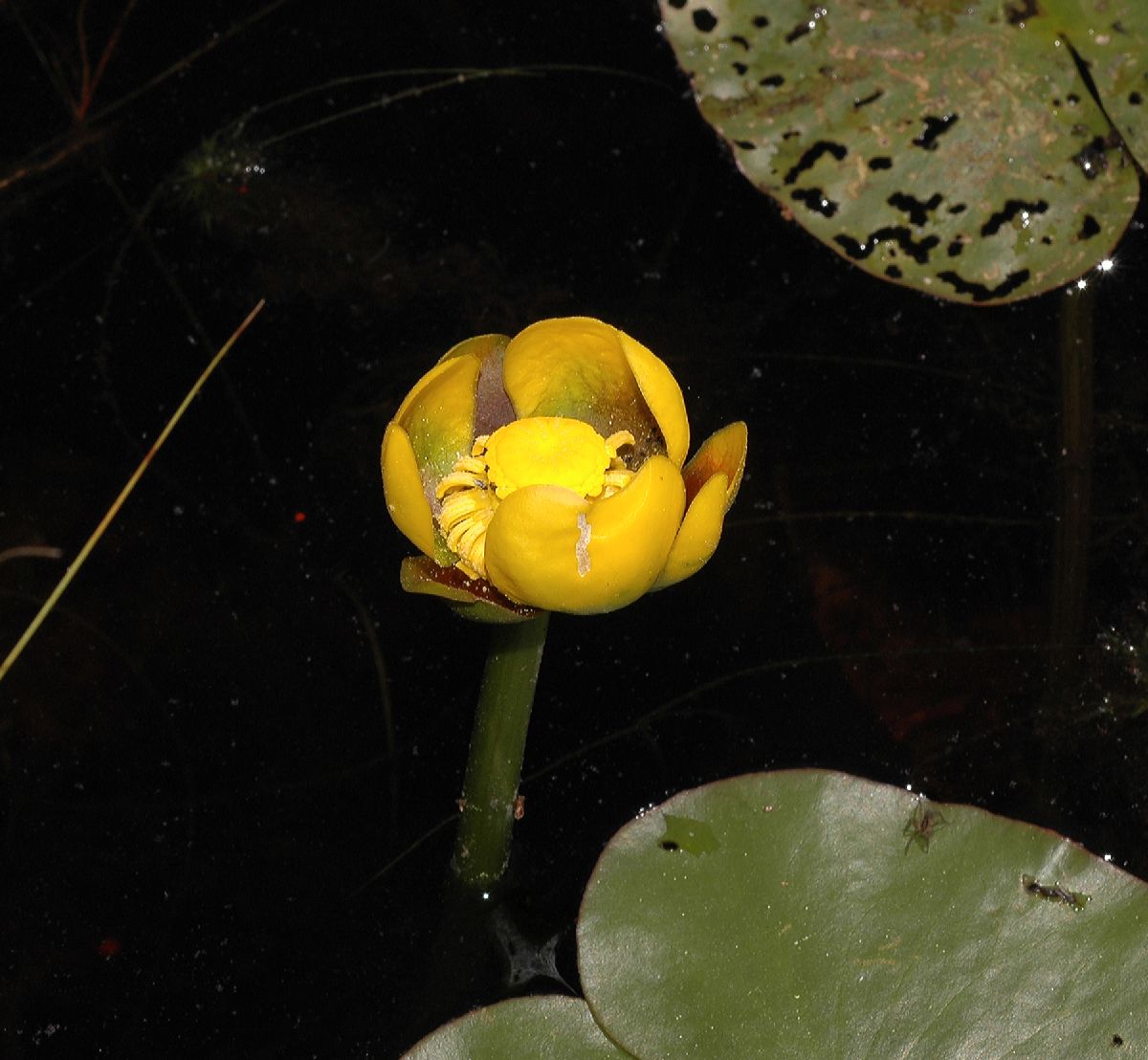 Nymphaeaceae Nuphar variegata