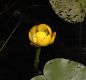 image of Nuphar variegata