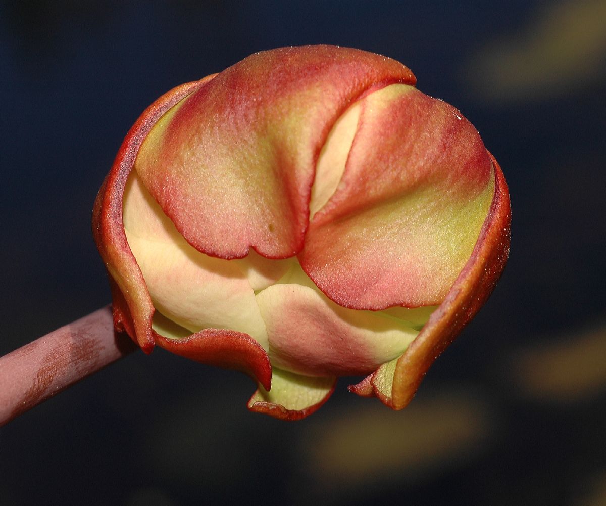 Sarraceniaceae Sarracenia purpurea