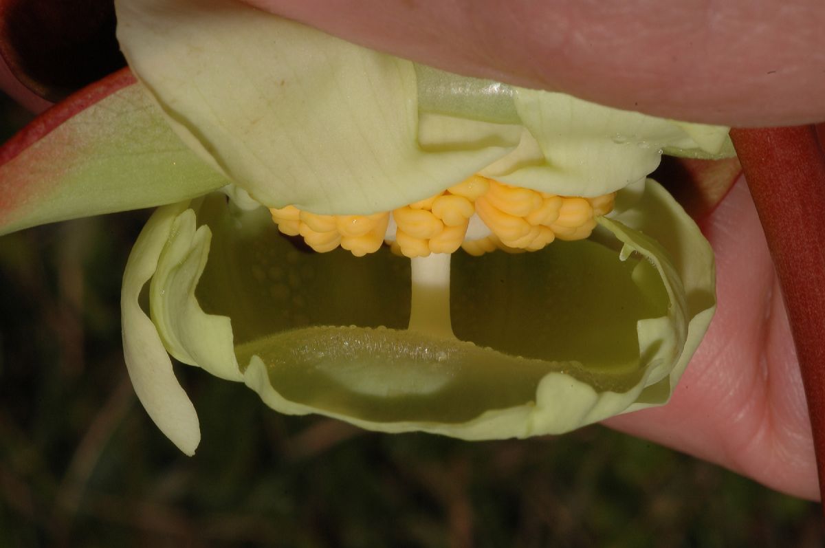 Sarraceniaceae Sarracenia purpurea