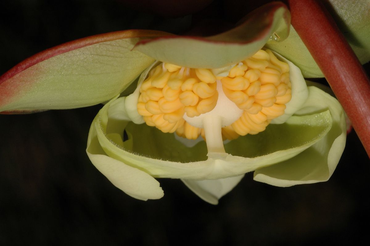 Sarraceniaceae Sarracenia purpurea