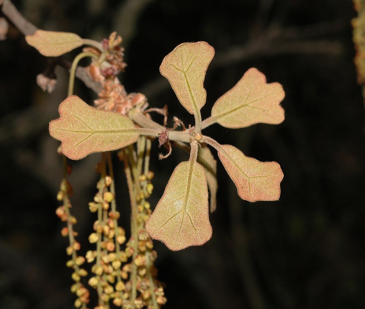 Fagaceae Quercus marilandica
