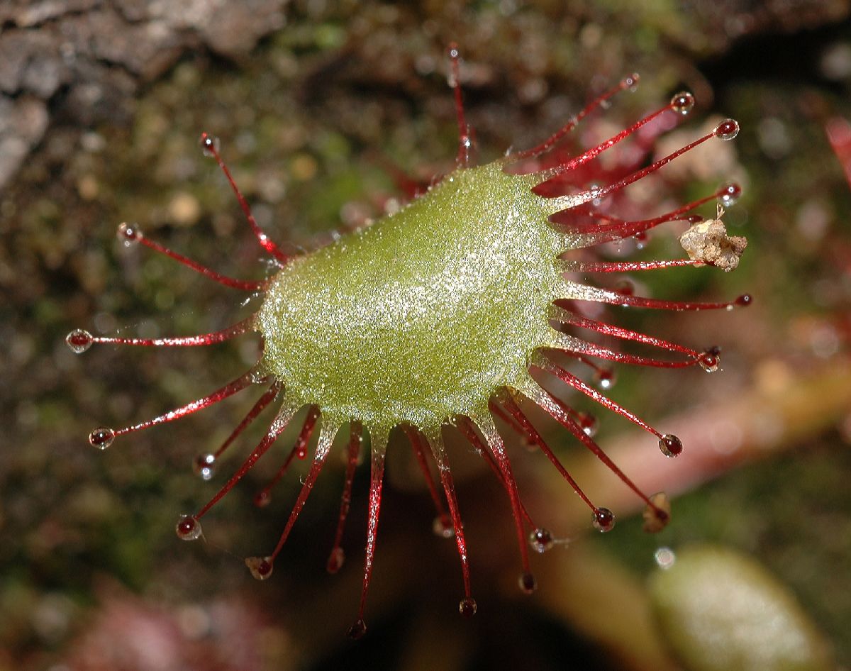 Droseraceae Drosera rotundifolia