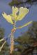 image of Quercus marilandica