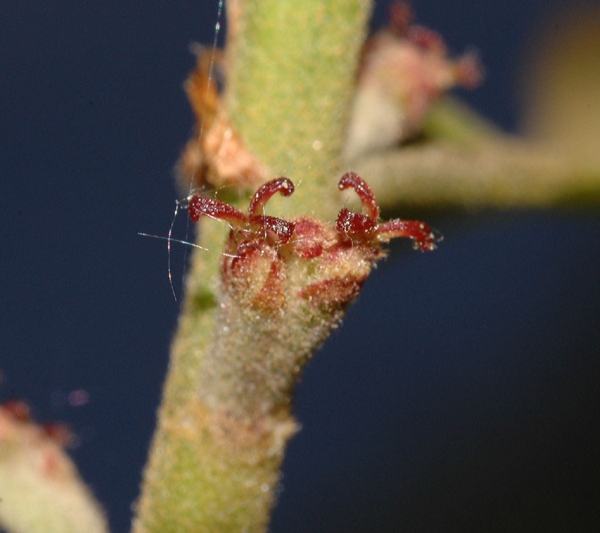 Fagaceae Quercus marilandica