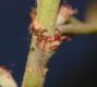 image of Quercus marilandica