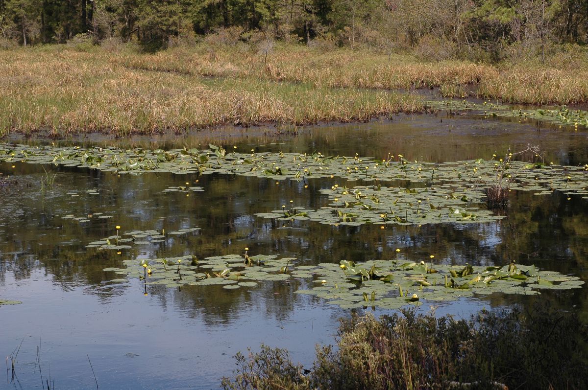 Nymphaeaceae Nuphar variegata