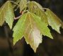 image of Acer rubrum