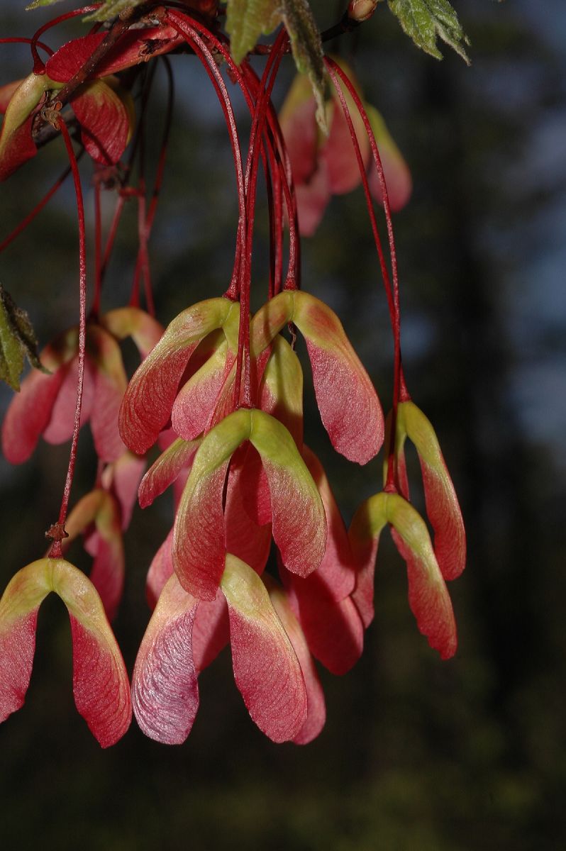Aceraceae Acer rubrum