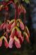 image of Acer rubrum