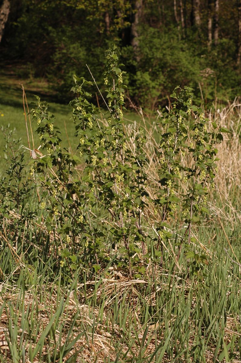 Grossulariaceae Ribes americanum