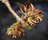 image of Fraxinus 