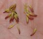 image of Fraxinus 