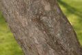 image of Malus 