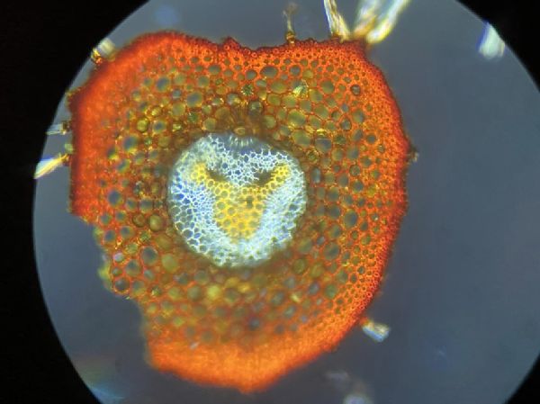 Pteridaceae Pellaea falcata