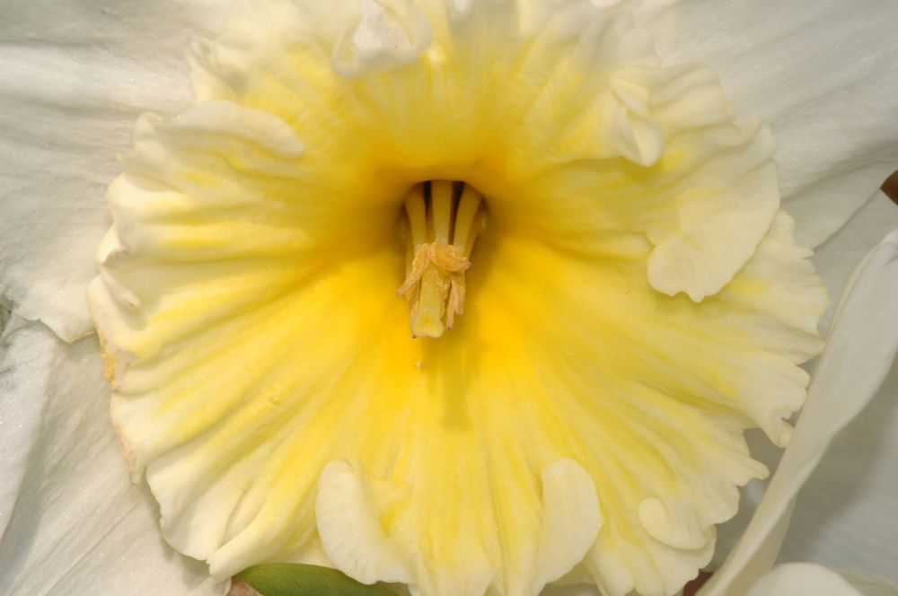 Amaryllidaceae Narcissus 