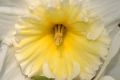 image of Narcissus 