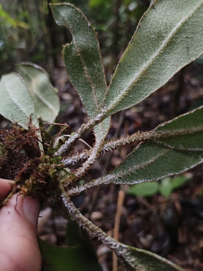 Dryopteridaceae Elaphoglossum boragineum