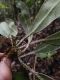 image of Elaphoglossum boragineum