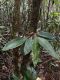 image of Elaphoglossum boragineum