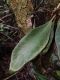 image of Elaphoglossum boragineum