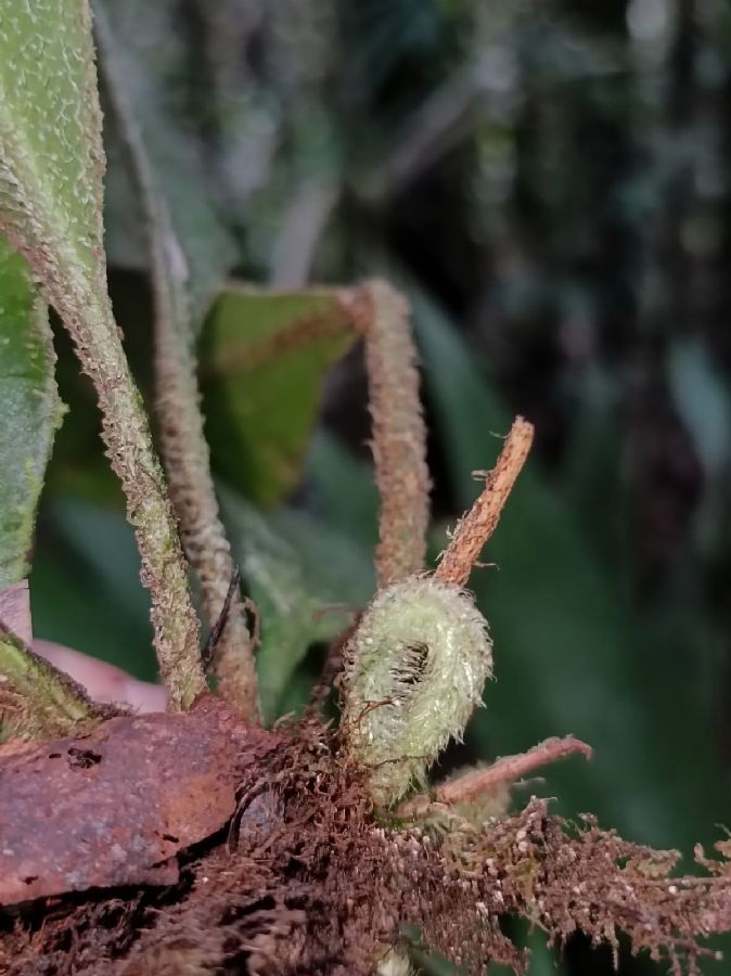 Dryopteridaceae Elaphoglossum boragineum