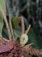 image of Elaphoglossum boragineum