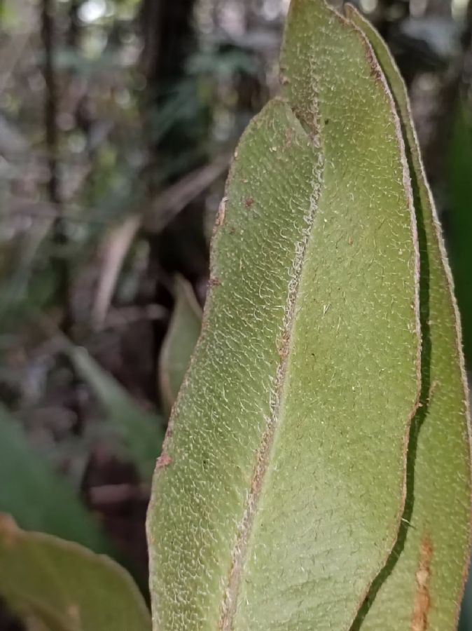 Dryopteridaceae Elaphoglossum boragineum