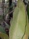 image of Elaphoglossum boragineum