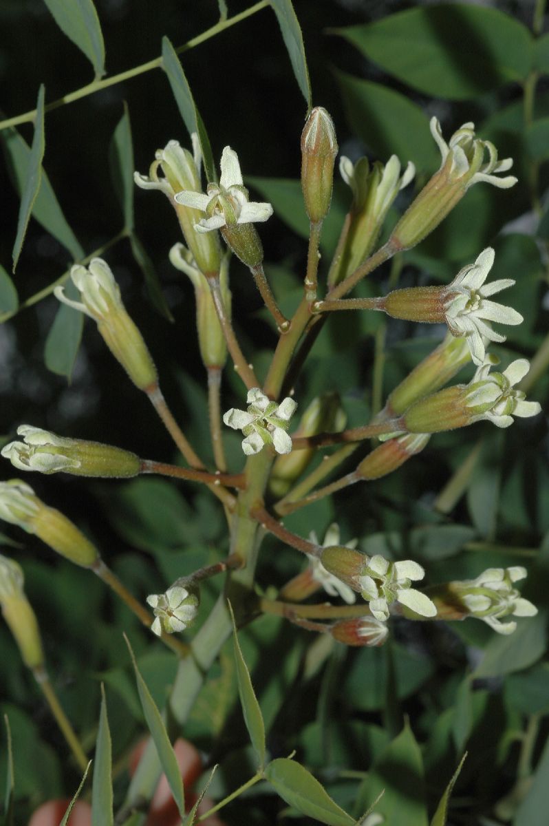 Fabaceae Gymnocladus dioica
