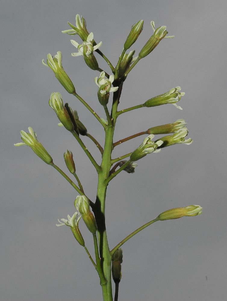 Fabaceae Gymnocladus dioica