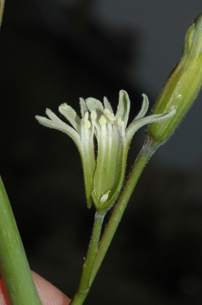 Fabaceae Gymnocladus dioica