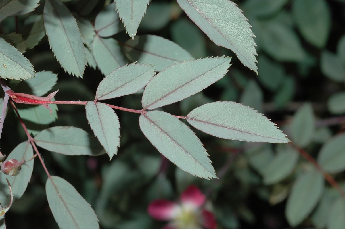 Rosaceae Rosa glauca