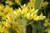 image of Allium moly
