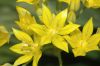image of Allium moly