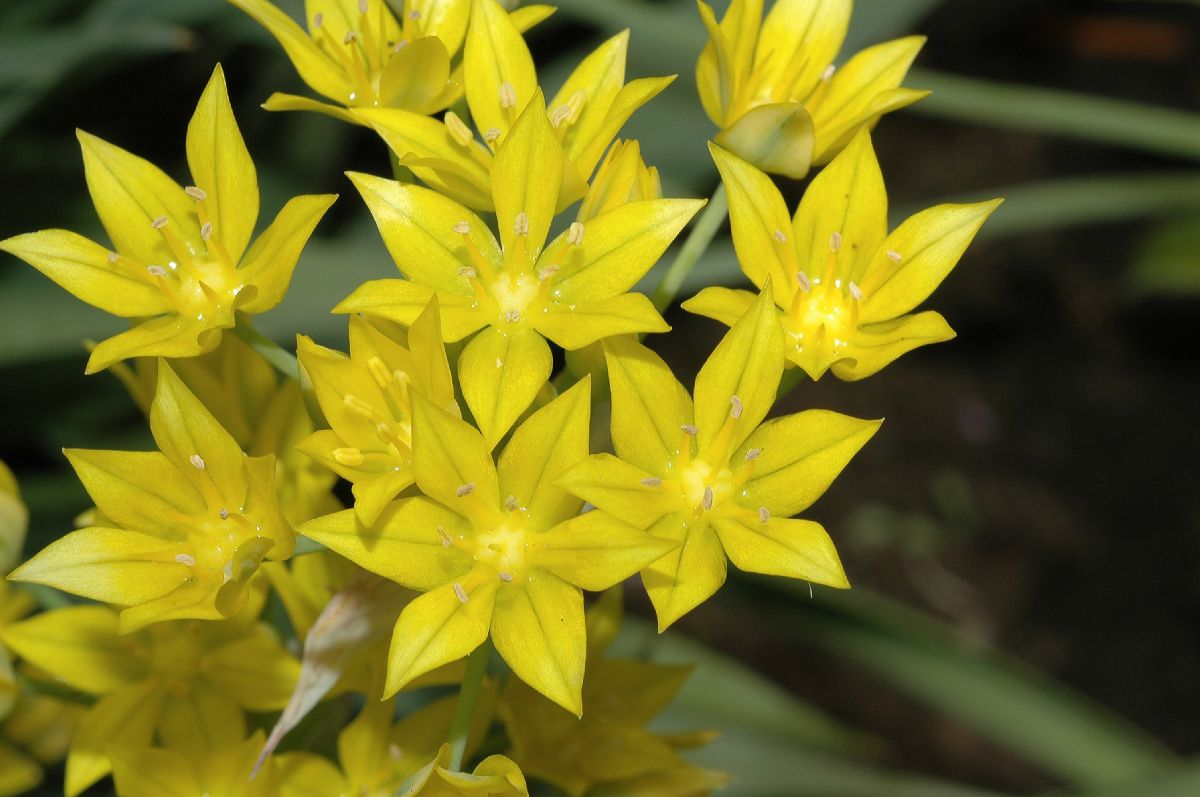 Amaryllidaceae Allium moly