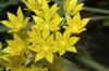 image of Allium moly