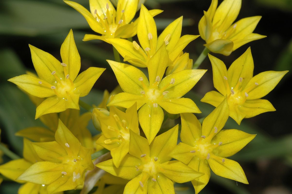 Amaryllidaceae Allium moly