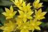 image of Allium moly